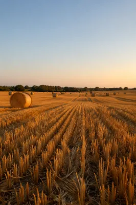 Golden Harvest Wheat Field at Sunset