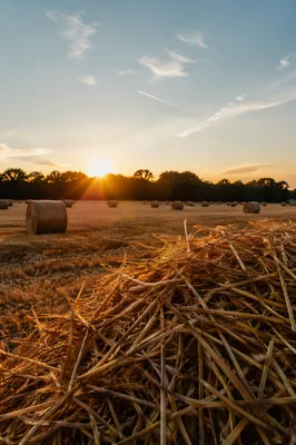 Golden Wheat Harvest at Sunset