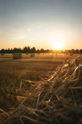 Golden Wheat Harvest at Sunset