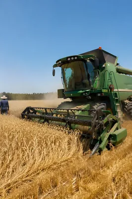 Golden Wheat Harvest with Evergreen Combine