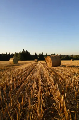 Golden Wheat Harvest with Evergreen Horizon