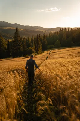 Golden Wheat Harvest Beside Evergreen Pines