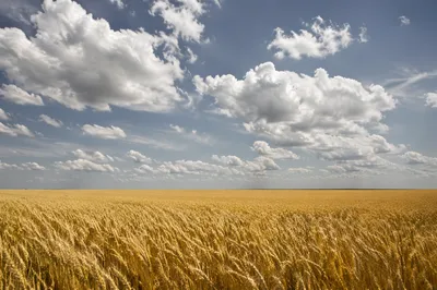 Golden Wheat Field Under Expansive Summer Sky