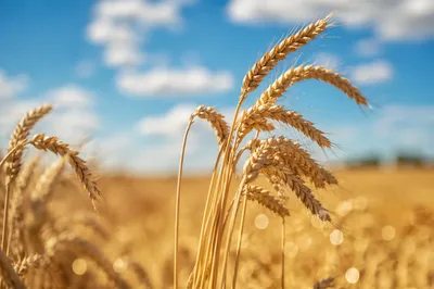 Golden Wheat Harvest Under Blue Summer Sky