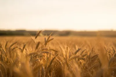 Golden Wheat Harvest in Warm Sunlight
