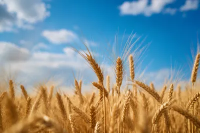 Golden Wheat Harvest Under Blue Sky