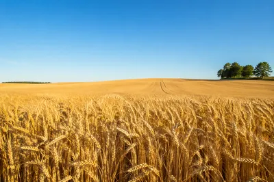 Evergreen Golden Wheat Harvest Landscape