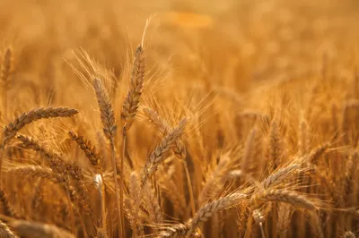 Golden Wheat Harvest in Warm Sunlight