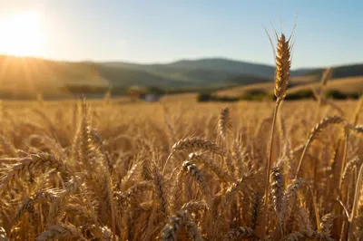 Golden Wheat Harvest in Warm Sunlight