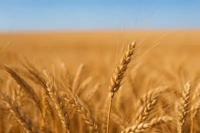 Golden Wheat Harvest in Summer Light