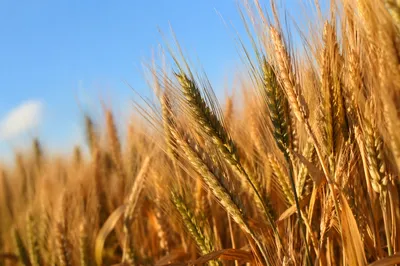 Golden Wheat Harvest with Evergreen Accents