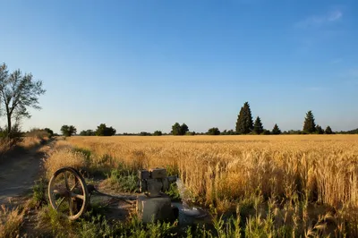Golden Wheat Harvest Under Evergreen Hope