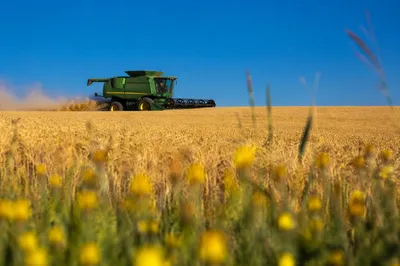 Golden Wheat Harvest with Green Combine