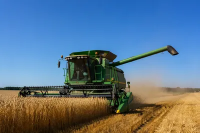 Golden Wheat Harvest Under Summer Sky