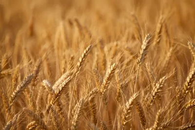 Golden Wheat Harvest Close-Up Background
