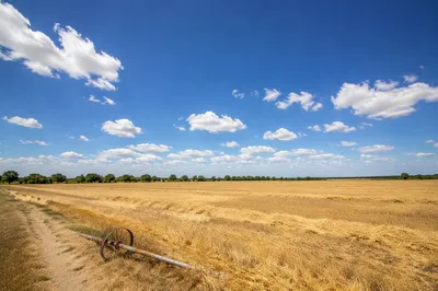 Golden Wheat Harvest Under Summer Sky