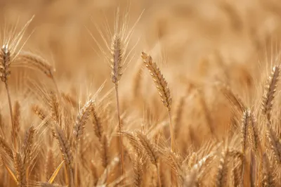 Golden Wheat Harvest in Warm Sunlight