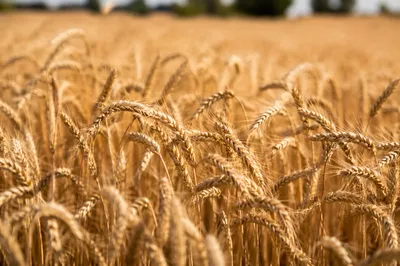 Golden Wheat Harvest in Warm Sunlight