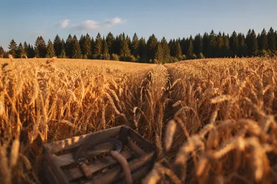 Golden Wheat Harvest by Evergreen Tree Line