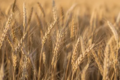 Golden Wheat Field at Peak Harvest