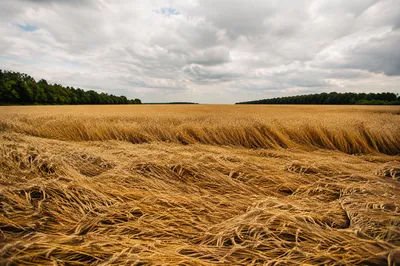 Golden Wheat Field Under Overcast Sky