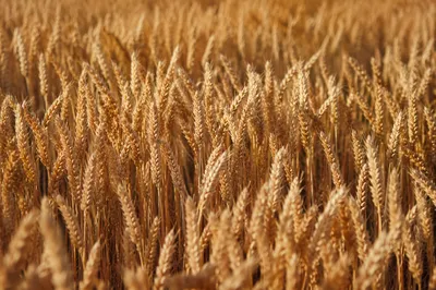Golden Wheat Field at Peak Harvest