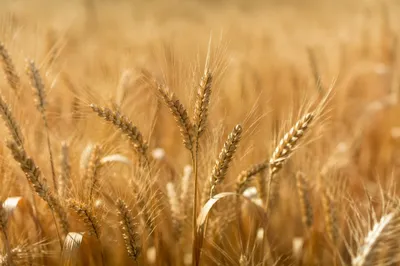 Golden Wheat Field at Peak Harvest