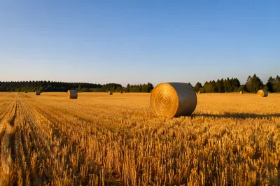 Golden Wheat Harvest Field with Hay Bales