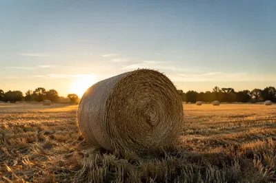 Golden Wheat Field Hay Bale at Sunset