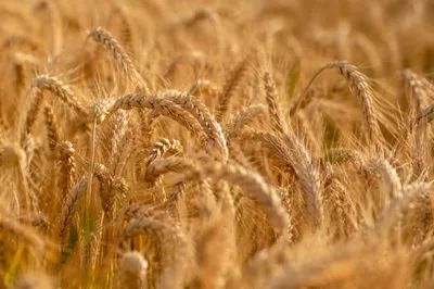Golden Wheat Harvest Close-Up Texture
