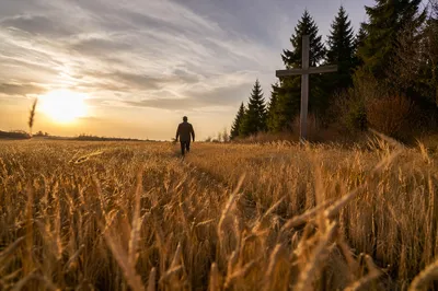 Golden Wheat Path to Evergreen Cross