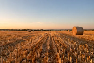 Golden Harvest Wheat Field at Sunset