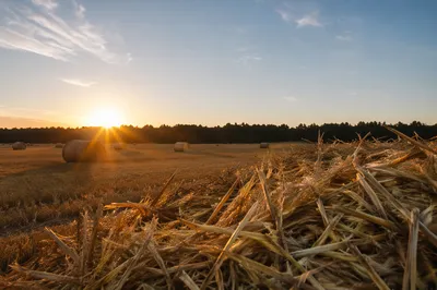 Golden Wheat Harvest at Sunset