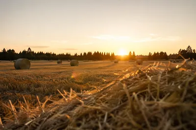 Golden Wheat Harvest Field at Sunset