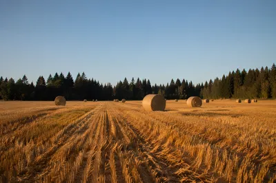 Golden Harvest Field Beneath Evergreen Horizon
