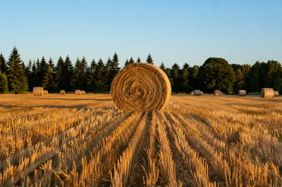Golden Wheat Harvest with Evergreen Horizon