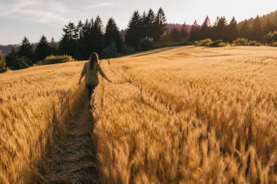 Golden Wheat Harvest Beside Evergreen Pines