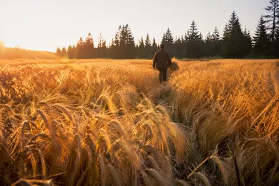 Golden Wheat Harvest With Evergreen Horizon
