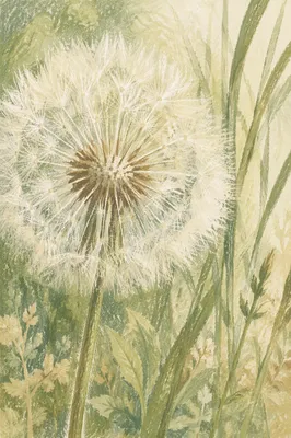 Dandelion Seed Head in Morning Meadow Light