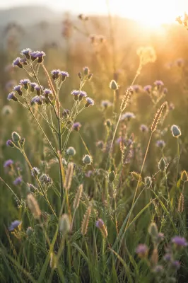 Wildflower Meadow in Soft Morning Light