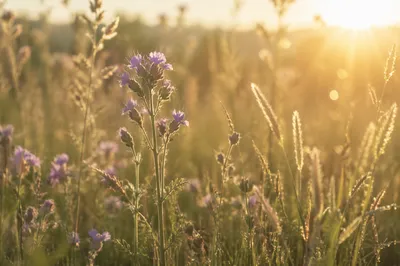 Wildflower Meadow in Soft Morning Light
