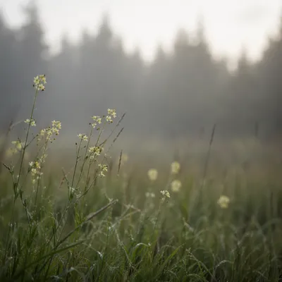 Pale Wildflowers in Soft Evergreen Meadow Light