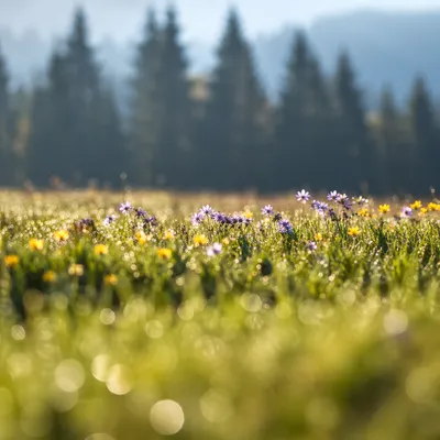 Morning Wildflower Meadow with Evergreen Backdrop