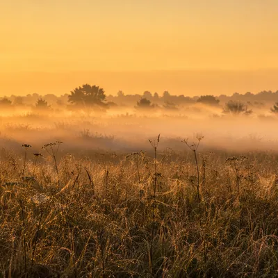 Sunrise Wildflower Meadow in Morning Mist