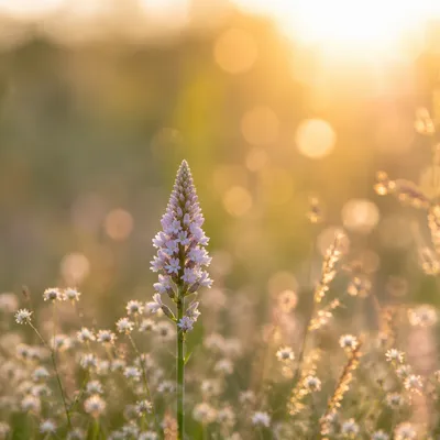 Sunrise Wildflower Meadow in Soft Morning Light