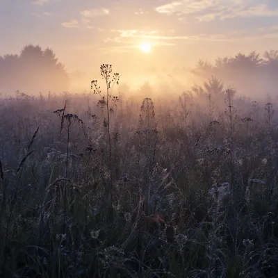 Dawn Wildflower Meadow in Soft Morning Light
