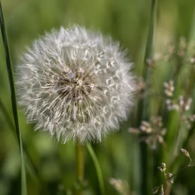 Dandelion Seed Head in Morning Meadow