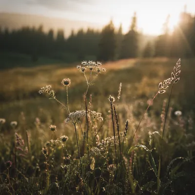 Wildflowers in Soft Evergreen Meadow Light