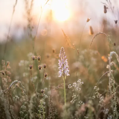 Wildflower Meadow in Soft Morning Light