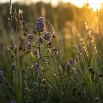 Wildflower Meadow in Soft Morning Light